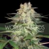 Afghan Kush Ryder auto World of seeds