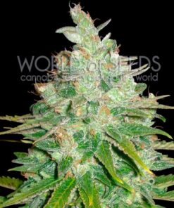 Afghan Kush x Black Domina fem World of Seeds
