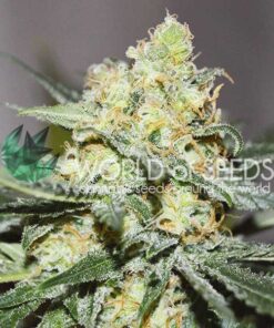 afghan Kush x Skunk fem World of Seeds
