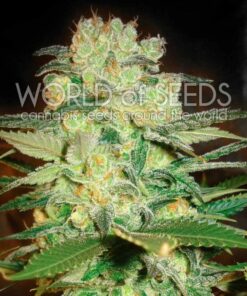Afghan Kush x White Widow fem World of Seeds