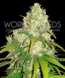 Afghan Kush x Yumbolt fem World of Seeds