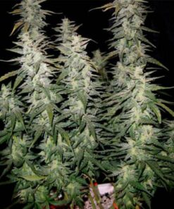 Pure AK auto Zoe's Seeds