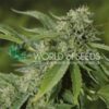 Brazil Amazonia reg World of Seeds