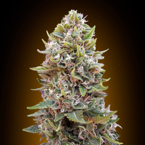 Cheese berry auto - 00 seeds