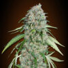 chocolate skunk cud 00 seeds
