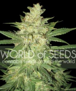 Colombian Gold Ryder auto World of seeds