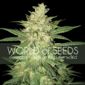 Colombian Gold Ryder auto World of seeds