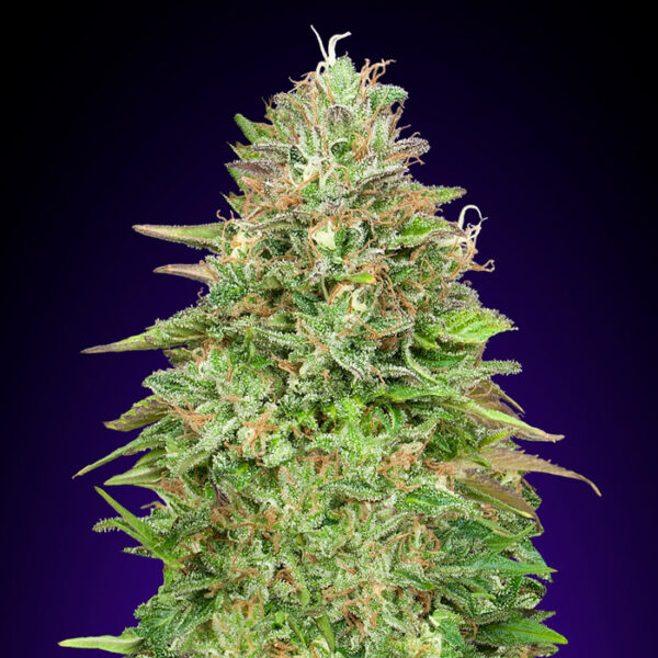 critical poison fast version 00 seeds