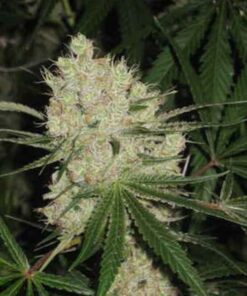 Lemon XXL auto Zoe's Seeds