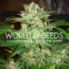Mazar Kush fem World of Seeds