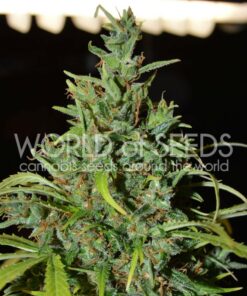 Neville Haze Ryder auto World of seeds