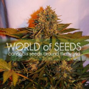 NL x Big Bud Ryder auto World of seeds