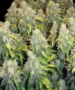 NL XXL auto Zoe's Seeds