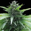 Onda Calabra CBD auto Zoe's Seeds