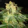 Pakistan Ryder auto World of seeds