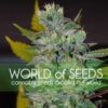 Space fem World of Seeds