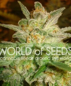 Star 47 fem World of Seeds
