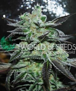 Strawberry Blue fem World of Seeds