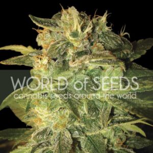 Sugar Mango Ryder auto World of seeds
