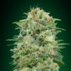 white widow cbd 00 seeds