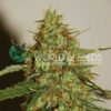 Wild Thailand Ryder auto World of seeds