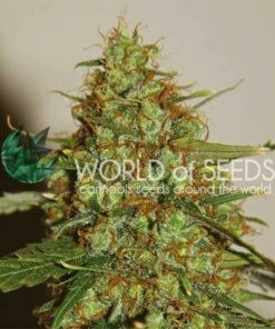 Wild Thailand Ryder auto World of seeds