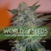 Yumbolt 47 fem World of Seeds