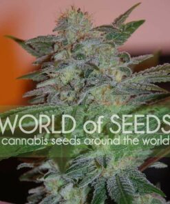 Yumbolt 47 fem World of Seeds