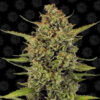 acapulco gold fem barney's farm