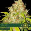 Ak 49 auto Vision Seeds