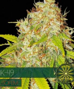 Ak 49 auto Vision Seeds
