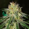 Amnesia fast version World of Seeds
