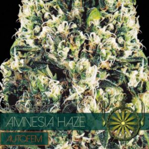 Amnesia Haze auto Vision Seeds