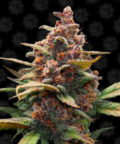 ayahuasca purple fem barney's farm