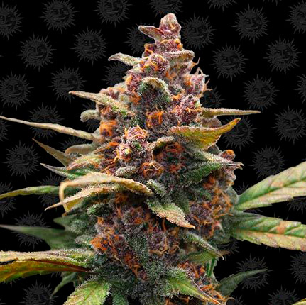 ayahuasca purple fem barney's farm