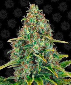 blueberry cheese auto barney's farm