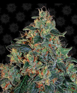 blueberry og fem barney's farm