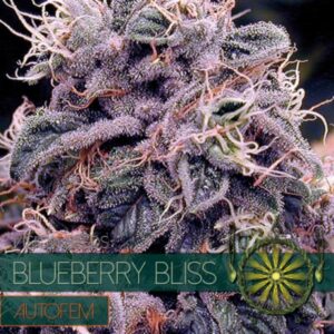 Blueberry Bliss auto Vision Seeds