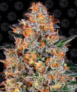 bubba kush fem barney's farm