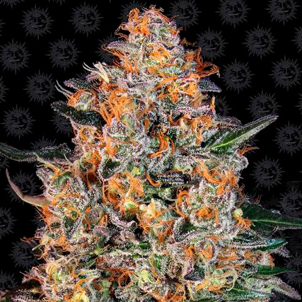 bubba kush fem barney's farm