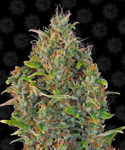 critical kush auto barney's farm