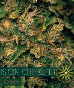 Critical auto Vision Seeds