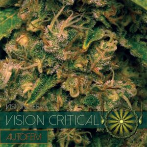 Critical auto Vision Seeds