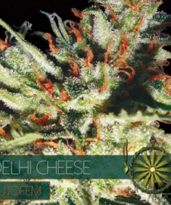 Delhi Cheese auto Vision Seeds