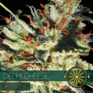 Delhi Cheese auto Vision Seeds