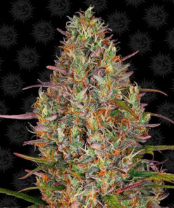 glue gelato barney's farm auto