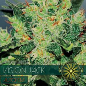 Jack auto Vision Seeds