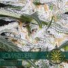 Lowryder auto Vision Seeds
