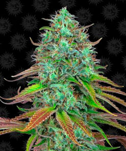 lsd auto barney's farm