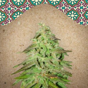 Maroc fem Female Seeds